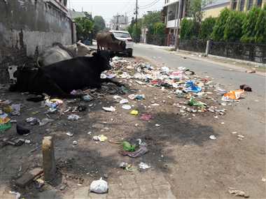 तबेले में तब्दील होता पॉश रामपुर गार्डेन