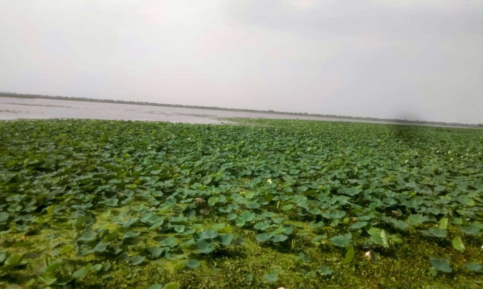 टेंडर के फेर में फंसा अलवारा झील का सुंदरीकरण