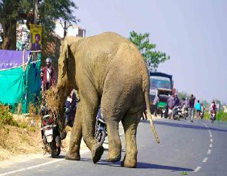 सिटी में गजराज की ग्रैंड एंट्री से हड़कंप