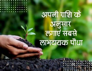 World Environment Day पर अपनी राशि के अनुसार लगाएं वो पौधा जो आपको बनाएगा सुखी व समृद्ध