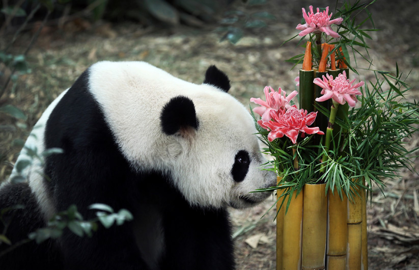 panda-birthday-celebration-in-singapore-zoo-photo-gallery-inext-live