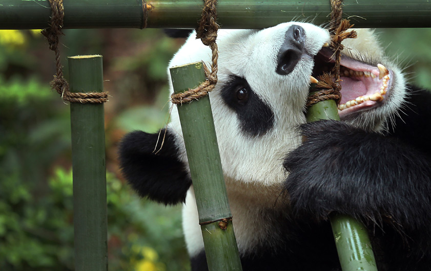 Birthday Celebration In Singapore Zoo