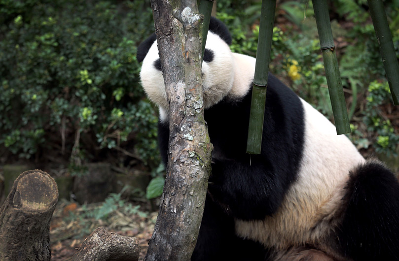 panda-birthday-celebration-in-singapore-zoo-photo-gallery-inext-live