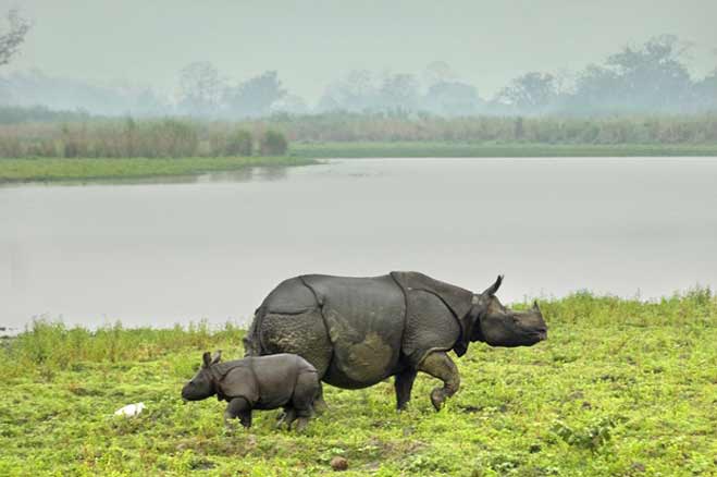 10 Wonderful Facts You Did Not Know About Assam- चुनाव परिणाम नहीं असम ...