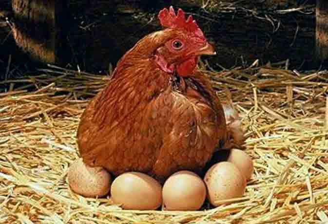 British Scientists Solved Mystery Who Came First Chicken Or Egg- Inext Live