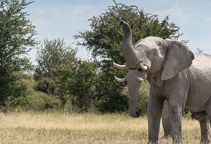 This Picture Of An Elephant With Two Trunks Is Going Crazy Viral- दो