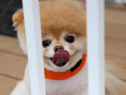 World's cutest pet dog