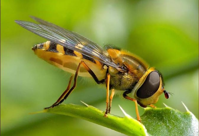 Five Home Treatment For Insect Bites- काम की बात! कीड़ा काटे तो फौरन करें  ये 5 उपाय