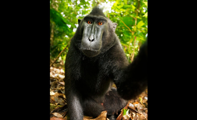 Selfie Snapping Monkey Of Indonesia Named Person Of The Year- सेल्फी ...