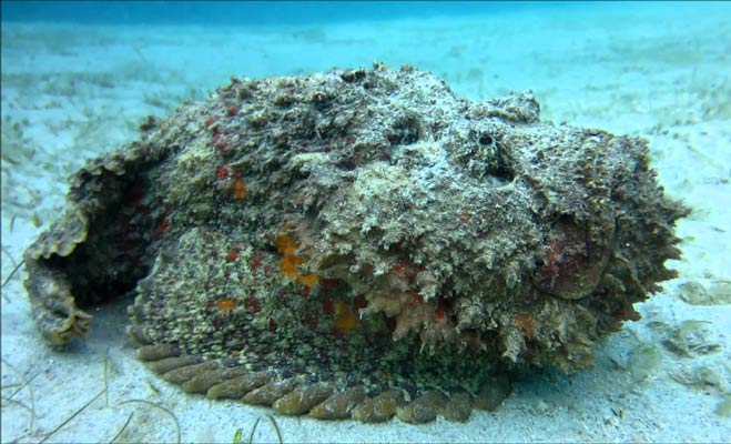 The Most Poisonous Animal In The World- ये हैं विश्‍व के दस सबसे जहरीले जीव